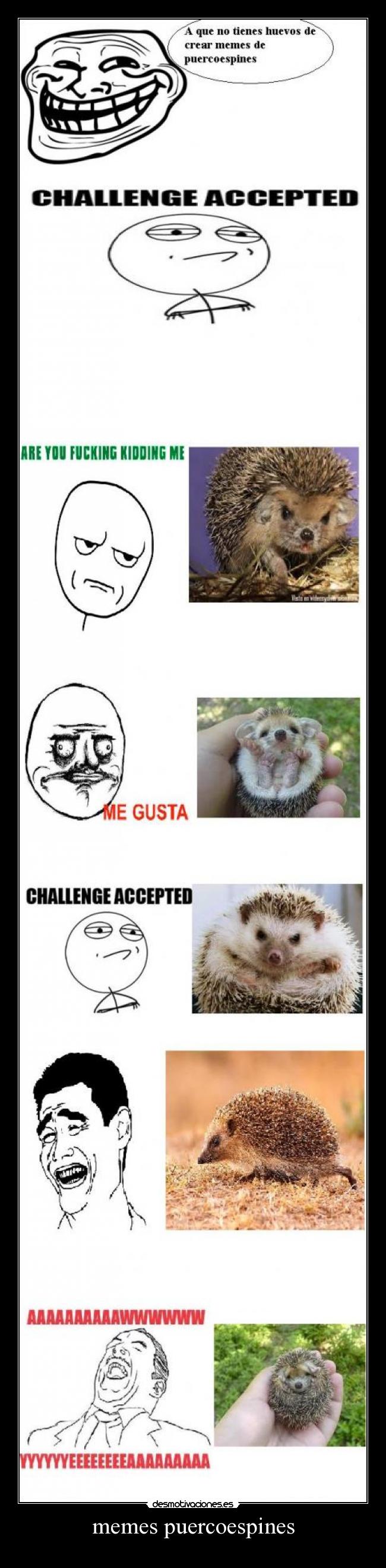 carteles memes puercoespin desmotivaciones