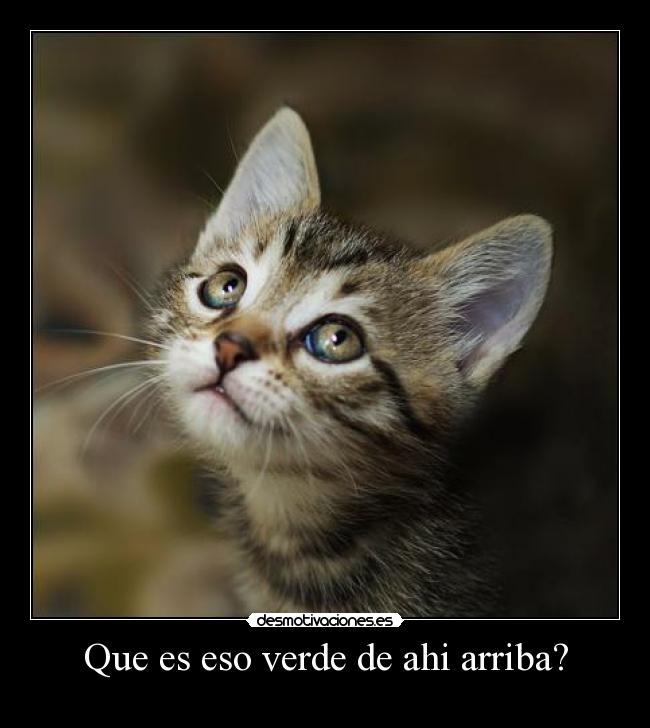 Que es eso verde de ahi arriba? - 