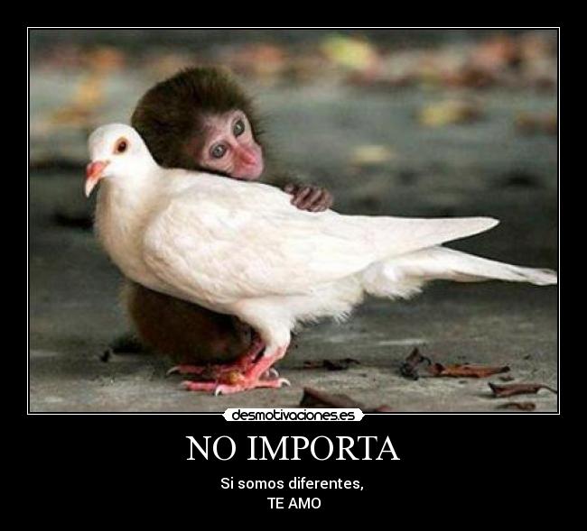 NO IMPORTA -