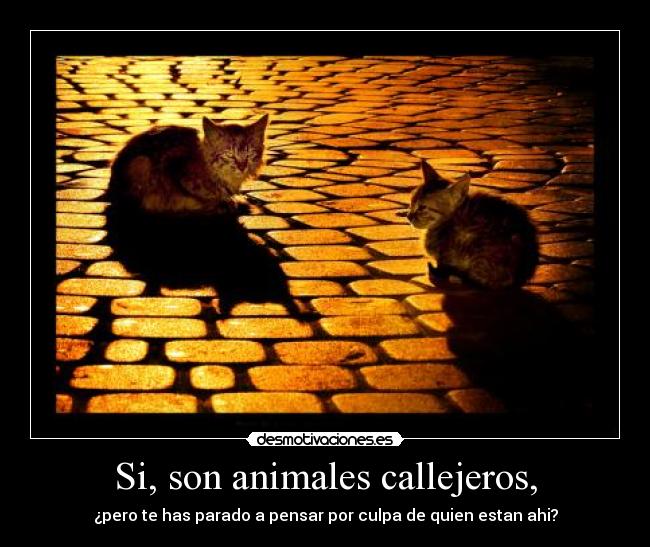 carteles animales flipy89 callejeros animales desmotivaciones