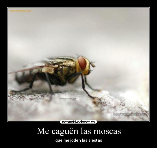 Me caguën las moscas - que me joden las siestas