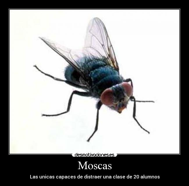 Moscas -
