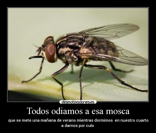 Todos odiamos a esa mosca - que se mete una mañana de verano mientras dormimos en nuestro cuarto
a darnos por culo