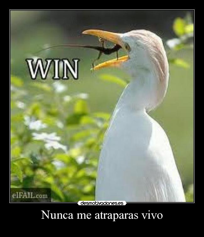 Nunca me atraparas vivo - 