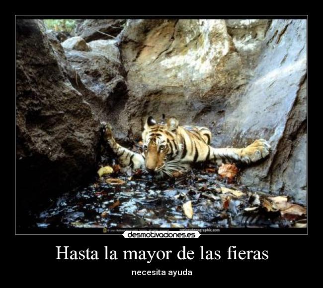 Hasta la mayor de las fieras - 