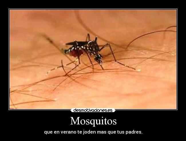 Mosquitos - 