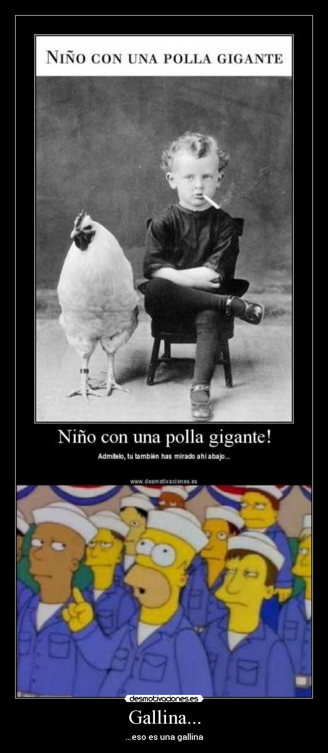 Gallina... -