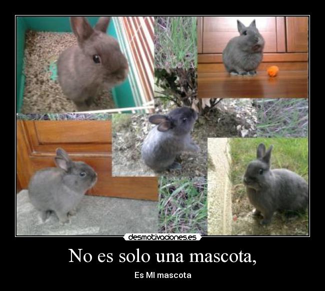 No es solo una mascota, - Es MI mascota
