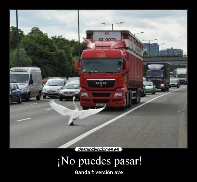 ¡No puedes pasar! - Gandalf: versión ave