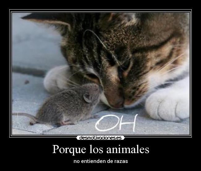 Porque los animales -