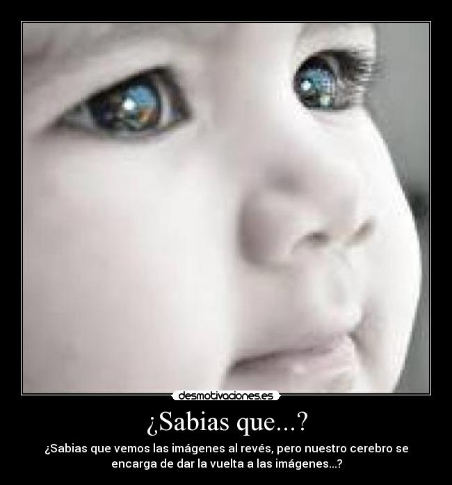 ¿Sabias que...? - ¿Sabias que vemos las imágenes al revés, pero nuestro cerebro se
encarga de dar la vuelta a las imágenes...?