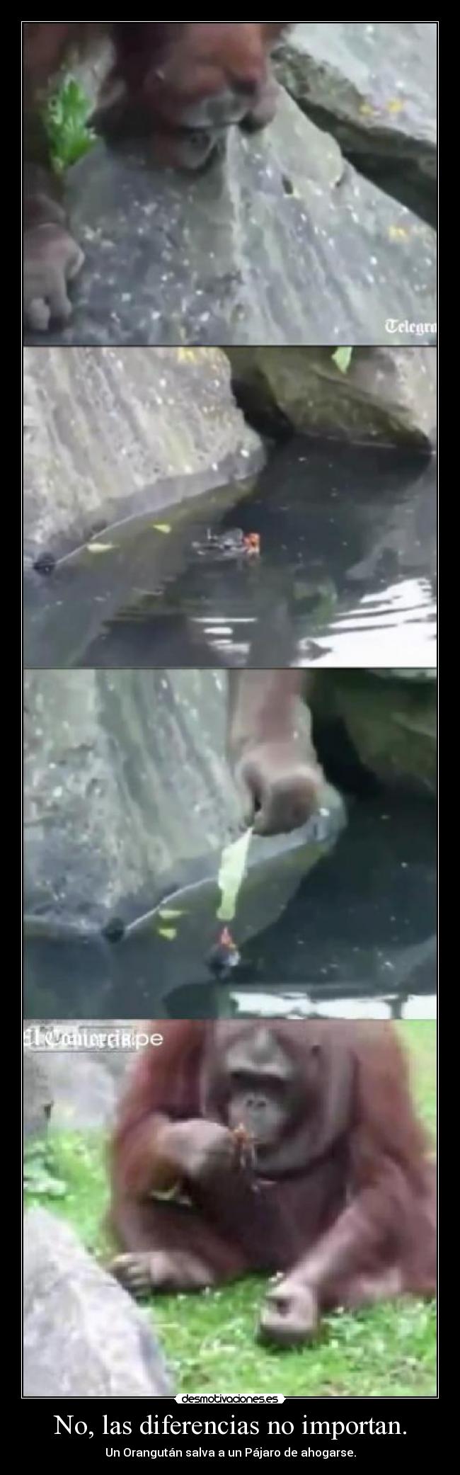 No, las diferencias no importan. - Un Orangután salva a un Pájaro de ahogarse.