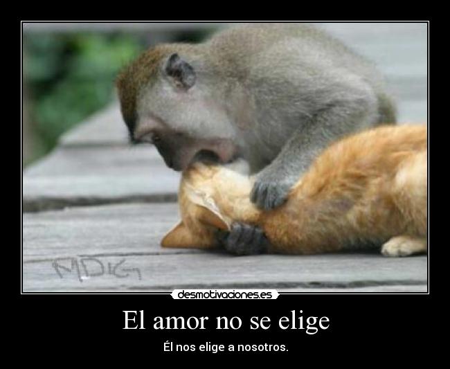 carteles amor amor gatos monos eligir desmotivaciones