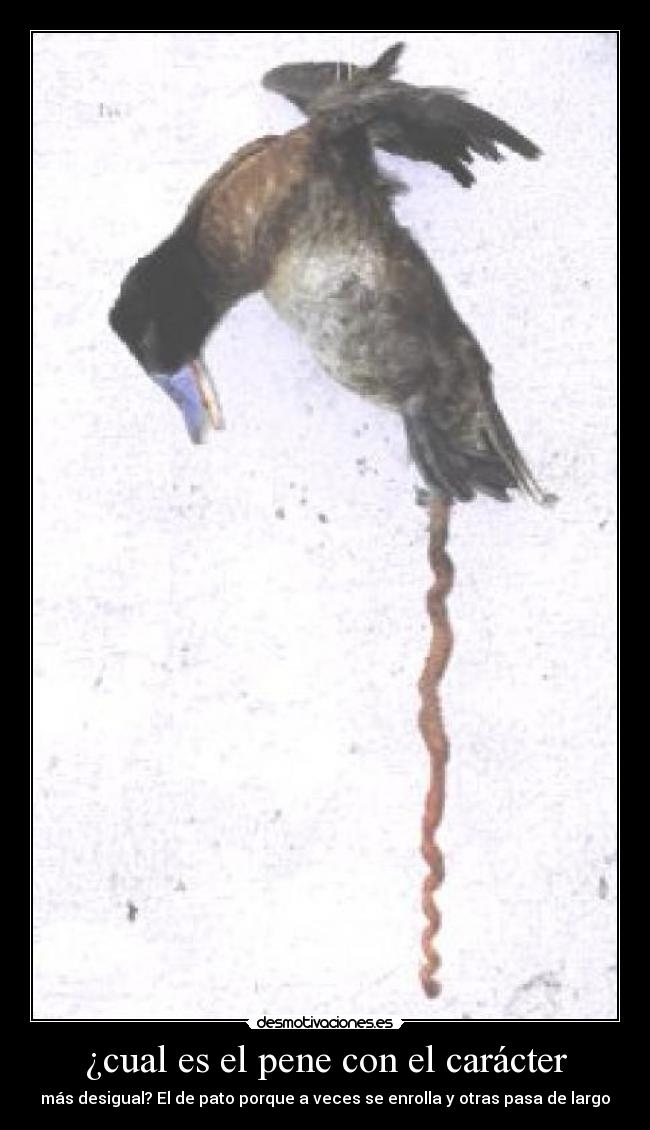 ¿cual es el pene con el carácter - 