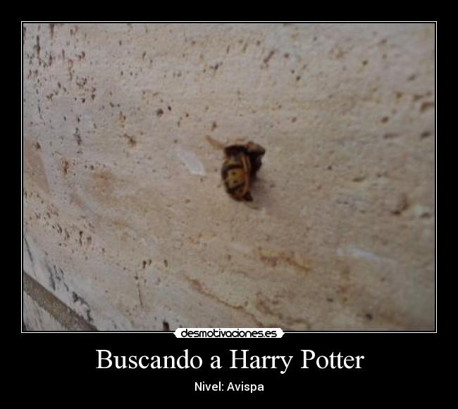 Buscando a Harry Potter - Nivel: Avispa