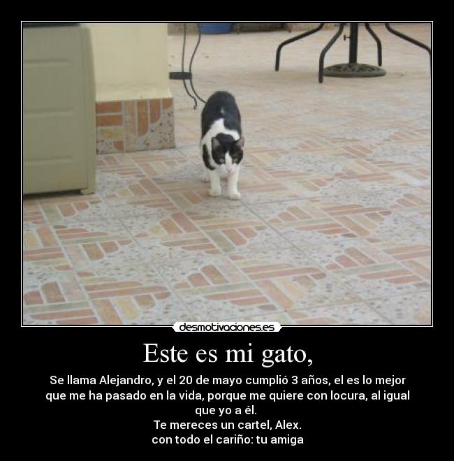 Este es mi gato, - Se llama Alejandro, y el 20 de mayo cumplió 3 años, el es lo mejor
que me ha pasado en la vida, porque me quiere con locura, al igual
que yo a él.
Te mereces un cartel, Alex.
con todo el cariño: tu amiga