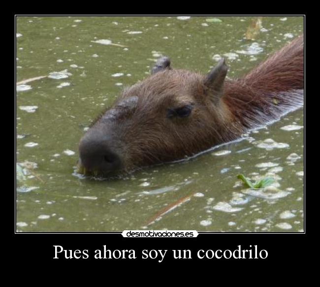 Pues ahora soy un cocodrilo -