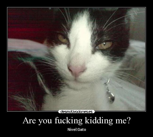 Are you fucking kidding me? - Nivel:Gato