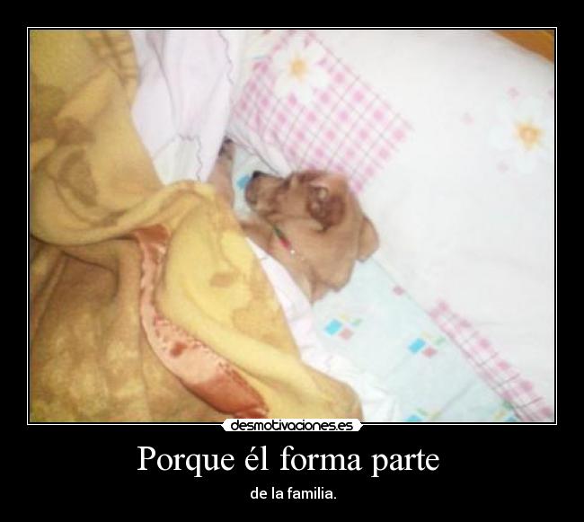 Porque él forma parte - de la familia.