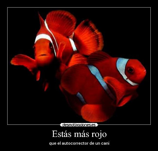 Estás más rojo - que el autocorrector de un cani