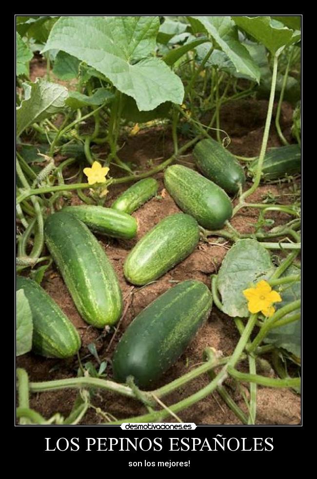 carteles pepinos desmotivaciones
