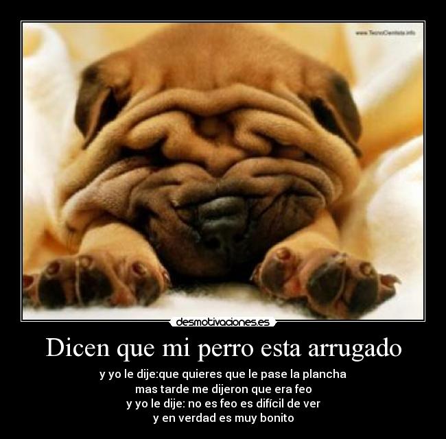 Dicen que mi perro esta arrugado - y yo le dije:que quieres que le pase la plancha
mas tarde me dijeron que era feo
y yo le dije: no es feo es difícil de ver
y en verdad es muy bonito