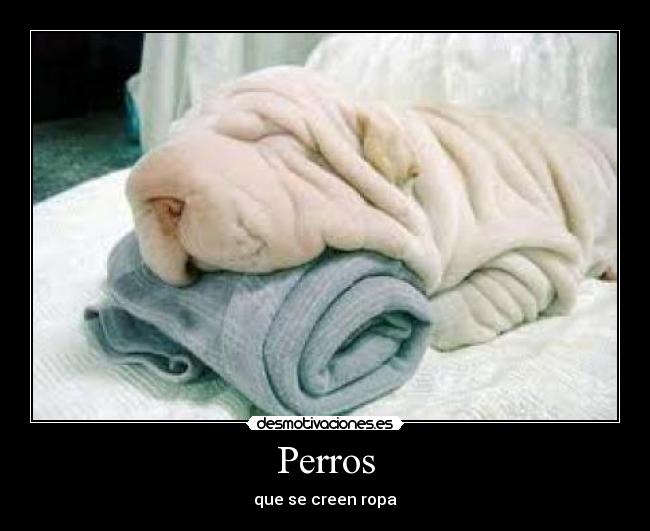 Perros - que se creen ropa