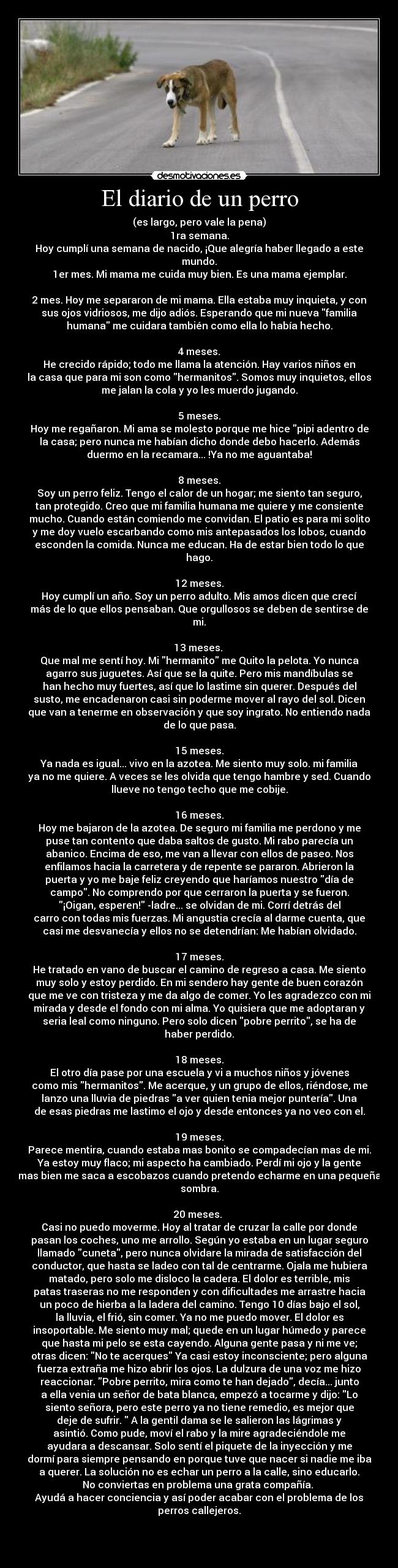 El diario de un perro - (es largo, pero vale la pena)
1ra semana.
Hoy cumplí una semana de nacido, ¡Que alegría haber llegado a este
mundo.
1er mes. Mi mama me cuida muy bien. Es una mama ejemplar.

2 mes. Hoy me separaron de mi mama. Ella estaba muy inquieta, y con
sus ojos vidriosos, me dijo adiós. Esperando que mi nueva familia
humana me cuidara también como ella lo había hecho.

4 meses.
He crecido rápido; todo me llama la atención. Hay varios niños en
la casa que para mi son como hermanitos. Somos muy inquietos, ellos
me jalan la cola y yo les muerdo jugando.

5 meses.
Hoy me regañaron. Mi ama se molesto porque me hice pipi adentro de
la casa; pero nunca me habían dicho donde debo hacerlo. Además
duermo en la recamara... !Ya no me aguantaba!

8 meses.
Soy un perro feliz. Tengo el calor de un hogar; me siento tan seguro,
tan protegido. Creo que mi familia humana me quiere y me consiente
mucho. Cuando están comiendo me convidan. El patio es para mi solito
y me doy vuelo escarbando como mis antepasados los lobos, cuando
esconden la comida. Nunca me educan. Ha de estar bien todo lo que
hago.

12 meses.
Hoy cumplí un año. Soy un perro adulto. Mis amos dicen que crecí
más de lo que ellos pensaban. Que orgullosos se deben de sentirse de
mi.

13 meses. 
Que mal me sentí hoy. Mi hermanito me Quito la pelota. Yo nunca
agarro sus juguetes. Así que se la quite. Pero mis mandíbulas se
han hecho muy fuertes, así que lo lastime sin querer. Después del
susto, me encadenaron casi sin poderme mover al rayo del sol. Dicen
que van a tenerme en observación y que soy ingrato. No entiendo nada
de lo que pasa.

15 meses.
Ya nada es igual... vivo en la azotea. Me siento muy solo. mi familia
ya no me quiere. A veces se les olvida que tengo hambre y sed. Cuando
llueve no tengo techo que me cobije.

16 meses.
Hoy me bajaron de la azotea. De seguro mi familia me perdono y me
puse tan contento que daba saltos de gusto. Mi rabo parecía un
abanico. Encima de eso, me van a llevar con ellos de paseo. Nos
enfilamos hacia la carretera y de repente se pararon. Abrieron la
puerta y yo me baje feliz creyendo que haríamos nuestro día de
campo. No comprendo por que cerraron la puerta y se fueron.
¡Oigan, esperen! -ladre... se olvidan de mi. Corrí detrás del
carro con todas mis fuerzas. Mi angustia crecía al darme cuenta, que
casi me desvanecía y ellos no se detendrían: Me habían olvidado.

17 meses.
He tratado en vano de buscar el camino de regreso a casa. Me siento
muy solo y estoy perdido. En mi sendero hay gente de buen corazón
que me ve con tristeza y me da algo de comer. Yo les agradezco con mi
mirada y desde el fondo con mi alma. Yo quisiera que me adoptaran y
seria leal como ninguno. Pero solo dicen pobre perrito, se ha de
haber perdido.

18 meses.
El otro día pase por una escuela y vi a muchos niños y jóvenes
como mis hermanitos. Me acerque, y un grupo de ellos, riéndose, me
lanzo una lluvia de piedras a ver quien tenia mejor puntería. Una
de esas piedras me lastimo el ojo y desde entonces ya no veo con el.

19 meses.
Parece mentira, cuando estaba mas bonito se compadecían mas de mi.
Ya estoy muy flaco; mi aspecto ha cambiado. Perdí mi ojo y la gente
mas bien me saca a escobazos cuando pretendo echarme en una pequeña
sombra.

20 meses. 
Casi no puedo moverme. Hoy al tratar de cruzar la calle por donde
pasan los coches, uno me arrollo. Según yo estaba en un lugar seguro
llamado cuneta, pero nunca olvidare la mirada de satisfacción del
conductor, que hasta se ladeo con tal de centrarme. Ojala me hubiera
matado, pero solo me disloco la cadera. El dolor es terrible, mis
patas traseras no me responden y con dificultades me arrastre hacia
un poco de hierba a la ladera del camino. Tengo 10 días bajo el sol,
la lluvia, el frió, sin comer. Ya no me puedo mover. El dolor es
insoportable. Me siento muy mal; quede en un lugar húmedo y parece
que hasta mi pelo se esta cayendo. Alguna gente pasa y ni me ve;
otras dicen: No te acerques Ya casi estoy inconsciente; pero alguna
fuerza extraña me hizo abrir los ojos. La dulzura de una voz me hizo
reaccionar. Pobre perrito, mira como te han dejado, decía... junto
a ella venia un señor de bata blanca, empezó a tocarme y dijo: Lo
siento señora, pero este perro ya no tiene remedio, es mejor que
deje de sufrir.  A la gentil dama se le salieron las lágrimas y
asintió. Como pude, moví el rabo y la mire agradeciéndole me
ayudara a descansar. Solo sentí el piquete de la inyección y me
dormí para siempre pensando en porque tuve que nacer si nadie me iba
a querer. La solución no es echar un perro a la calle, sino educarlo.
No conviertas en problema una grata compañía. 
Ayudá a hacer conciencia y así poder acabar con el problema de los
perros callejeros.


