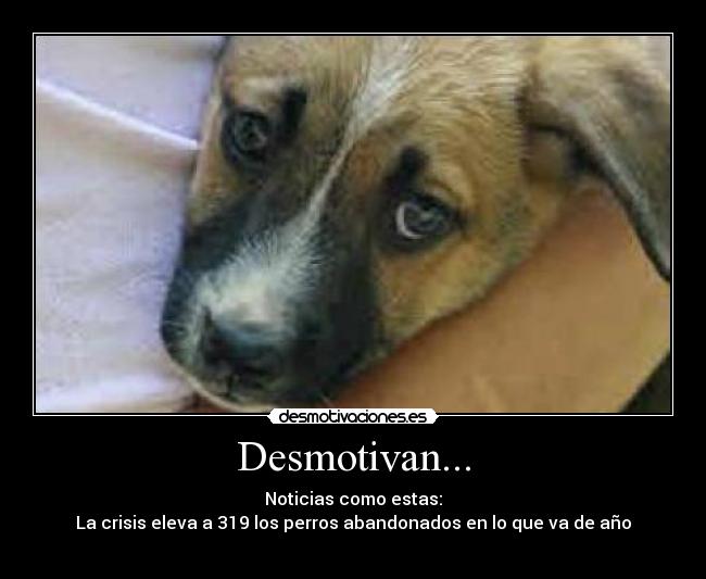 Desmotivan... - Noticias como estas:
La crisis eleva a 319 los perros abandonados en lo que va de año
