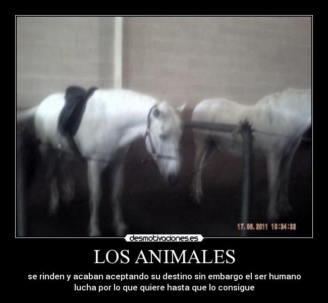 carteles animales animales desmotivaciones