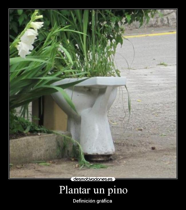 Plantar un pino - 