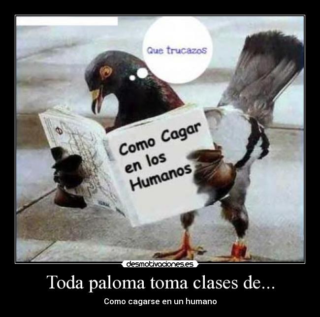 Toda paloma toma clases de... - 