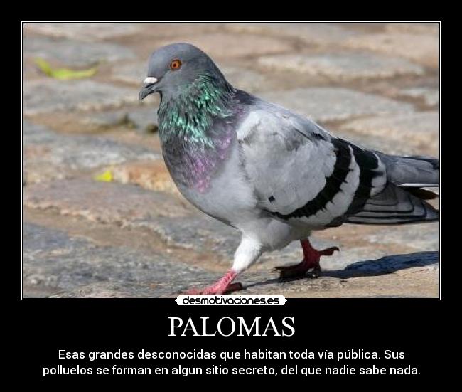PALOMAS - Esas grandes desconocidas que habitan toda vía pública. Sus
polluelos se forman en algun sitio secreto, del que nadie sabe nada.