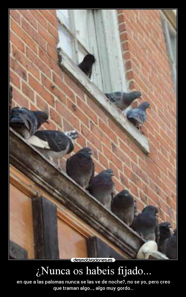 ¿Nunca os habeis fijado... - en que a las palomas nunca se las ve de noche?, no se yo, pero creo
que traman algo..., algo muy gordo...
