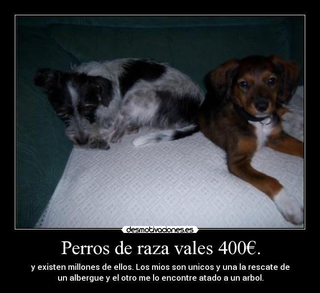 Perros de raza vales 400€. -