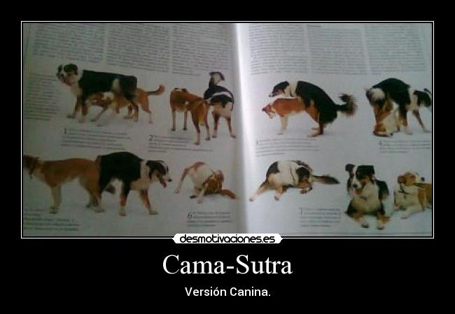 Cama-Sutra - Versión Canina.