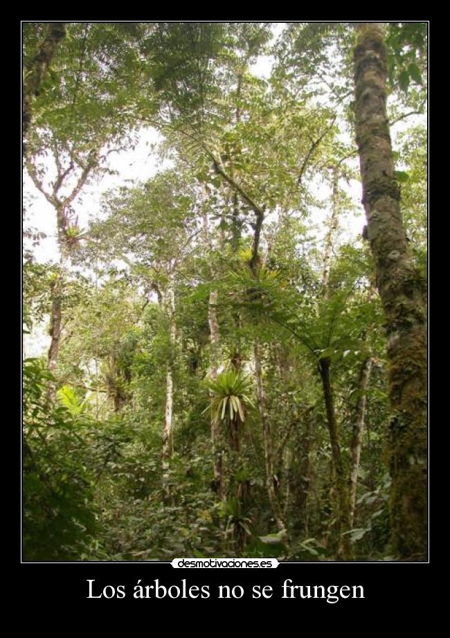 Los árboles no se frungen -