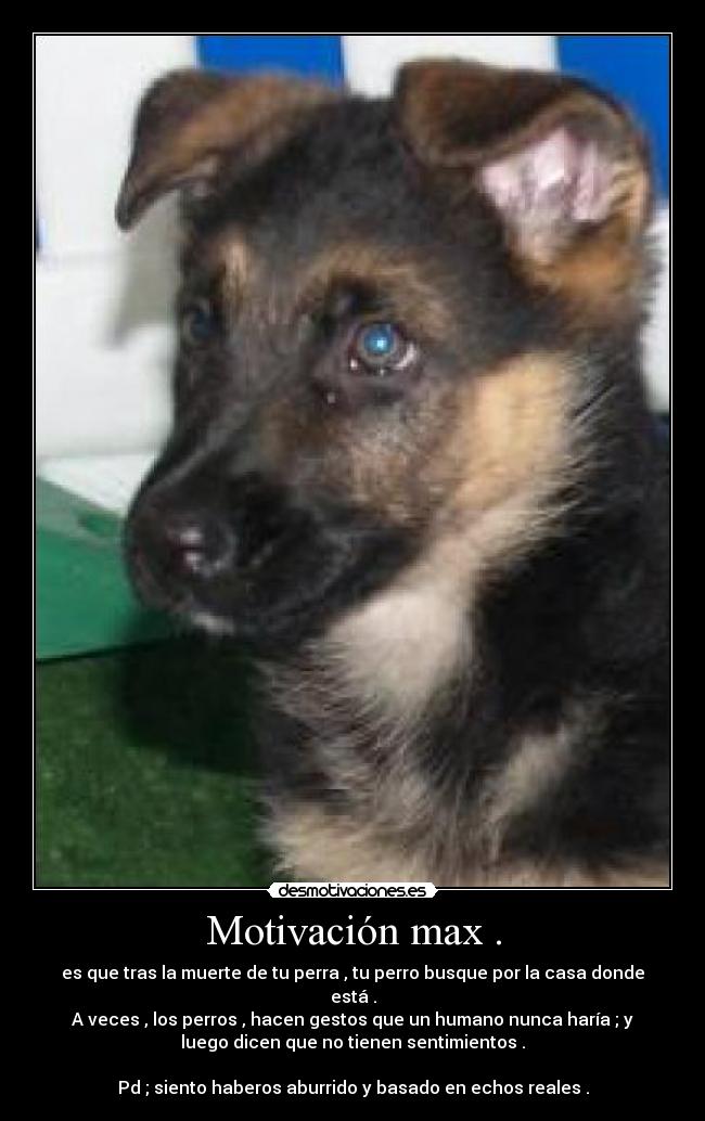 carteles perros desmotivaciones