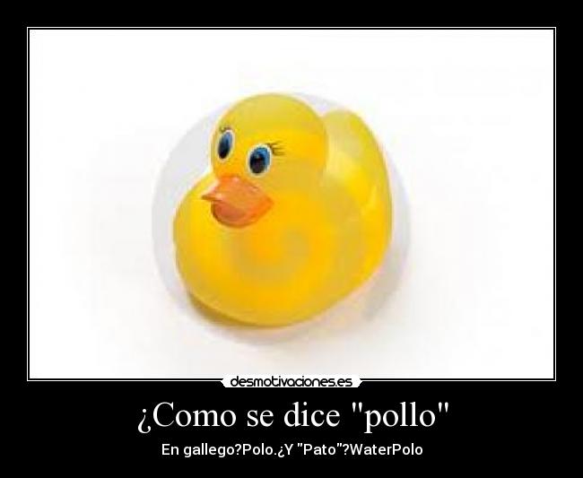 ¿Como se dice pollo -