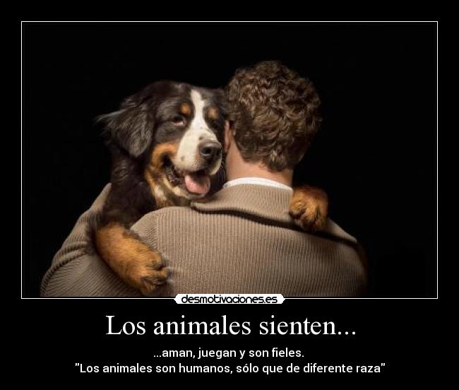 Los animales sienten... -