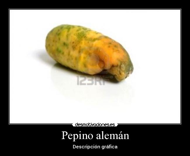 Pepino alemán - Descripción gráfica