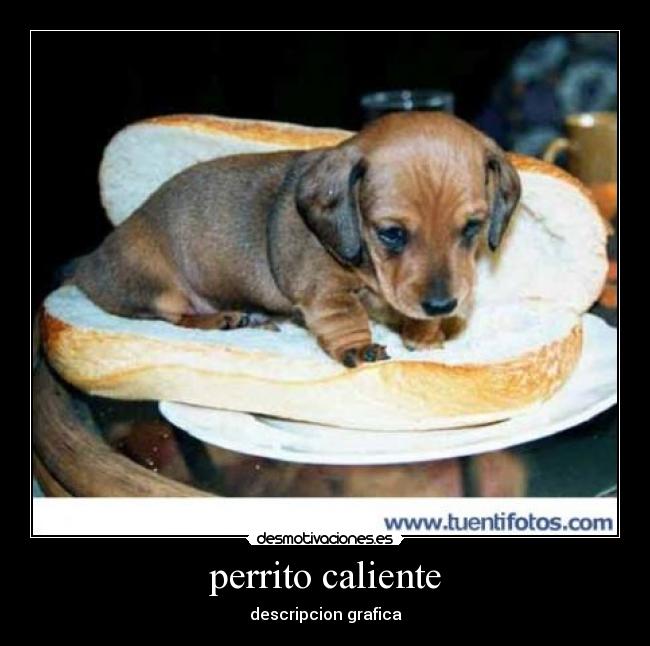 perrito caliente - 