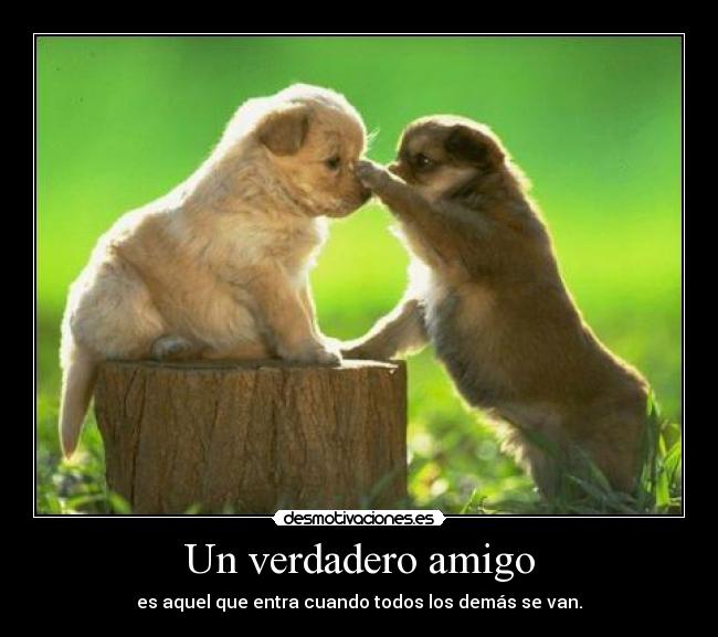 carteles amigos gatitos amistad frases perritos amor love desmotivaciones