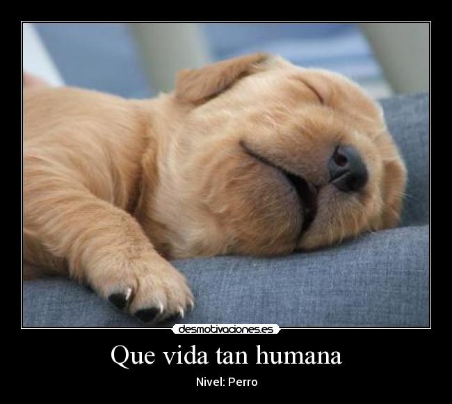 Que vida tan humana - Nivel: Perro