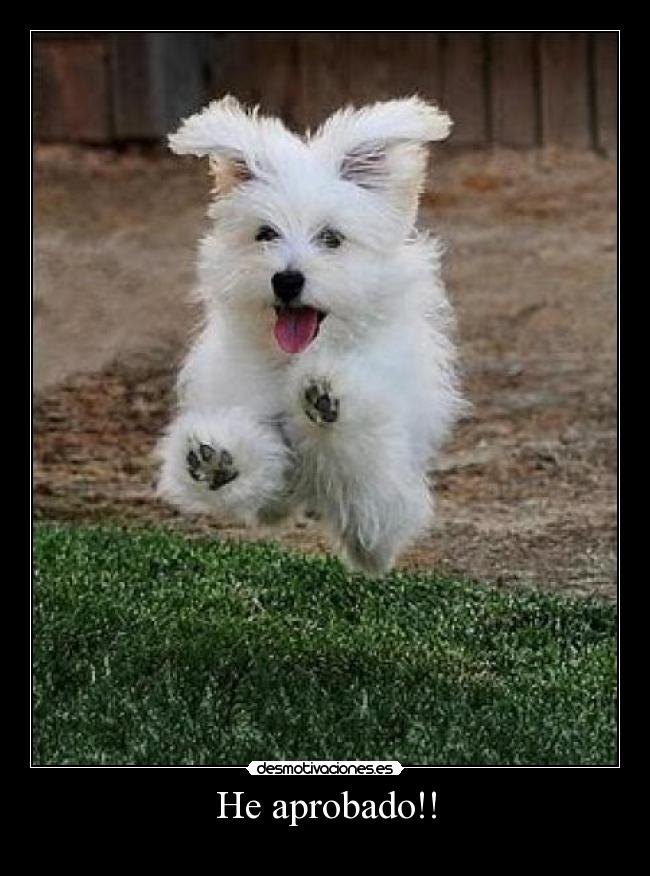 He aprobado!! - 