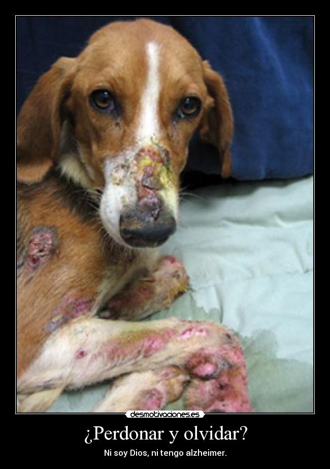 carteles olvidar sonikillagonli desmotivaciones