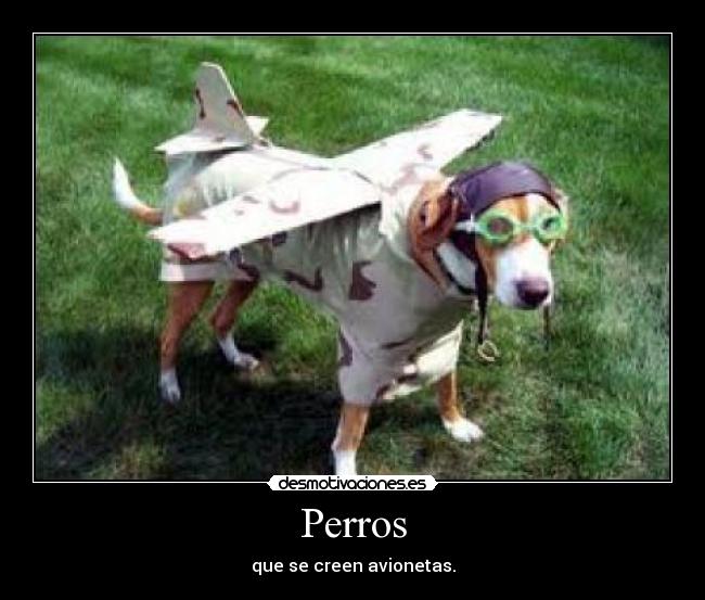 Perros - que se creen avionetas.