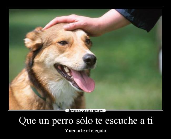 Que un perro sólo te escuche a ti - Y sentirte el elegido