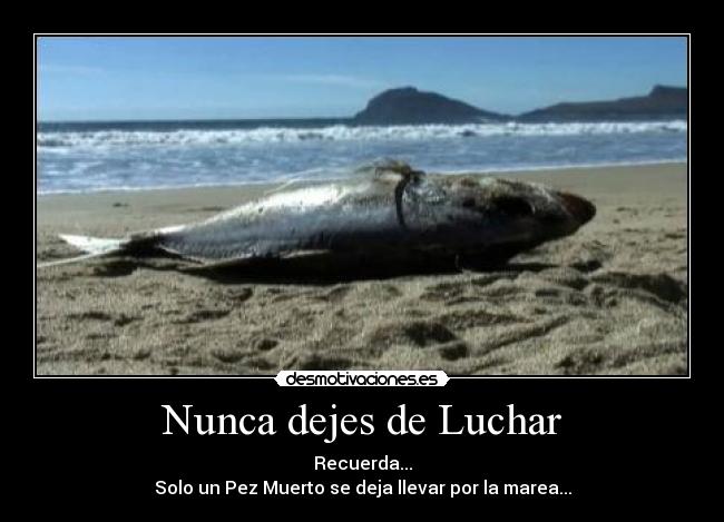 Nunca dejes de Luchar -