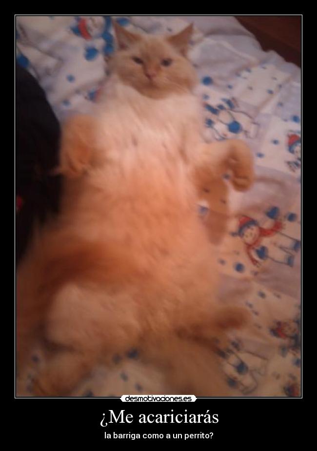 ¿Me acariciarás - la barriga como a un perrito?